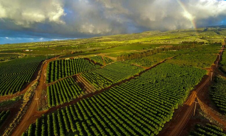 MauiGrown-coffee-farm-Hawaii-coffee-icoff.ee_-780x470